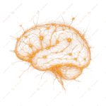 Mind Glow™ — Lion’s Mane + Niacin Brain Support - Image 8